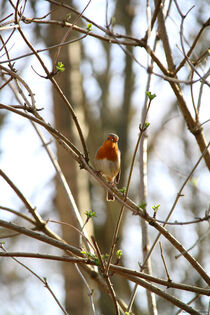 Robin In The Hood 2 by Maureen Opsomer