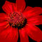Db-d-red-daisy-two