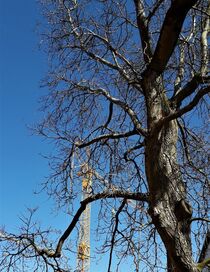 krasser Gegensatz: hoher Kran und noch höherer Walnußbaum von assy