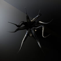 black octopus in the dark  by Konstantin Petrov