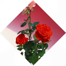 Rote Rosen_45° von li-lu