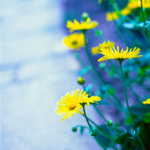 Gelbe Blumen im Garten_No.2 von li-lu