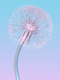dandelion in pale pink blue color