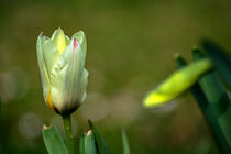Tulip buds by Michael Naegele