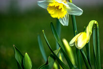 Osterglocken / Daffodils von Michael Naegele