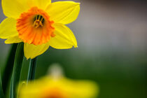 The yellow daffodil by Michael Naegele