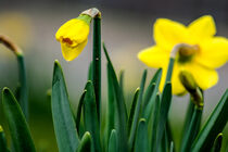 Yellow daffodil bud von Michael Naegele