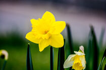 Daffodil love by Michael Naegele