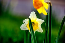 White and yellow daffodils by Michael Naegele