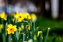 City daffodils von Michael Naegele
