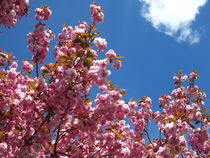 Kirschblüte mit blauem Himmel und einer Wolke von assy