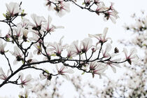 Magnolienblüten von Eric Fischer
