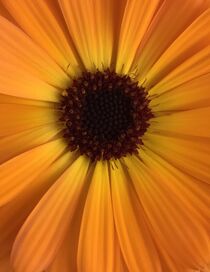 Flower close up von Mona Limbodal