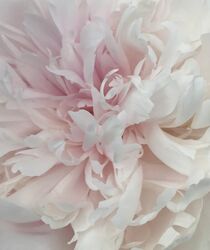 Floral soft colors von Mona Limbodal