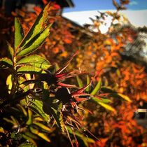 Autumn colored leaves von Mona Limbodal