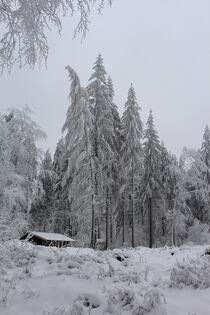 Winterzauberwald by mario-s