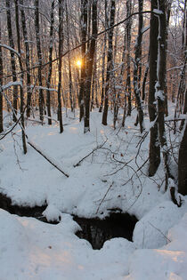 Sonnenuntergang im Winterwald von mario-s