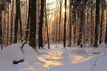Winterwald bei Sonnenuntergang von mario-s