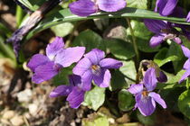 Wohlriechendes Veilchen (Viola odorata) von Anja  Bagunk