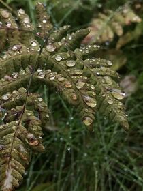 Raindrops on leaves von Mona Limbodal