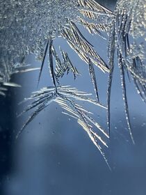 Close up iceroses  von Mona Limbodal