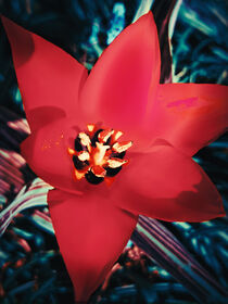 Tulipa linifolia by Ingo Menhard