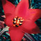 Red-tulipa-linifolia-img-20210411-104106