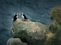 Puffins on cliff, Faroe Islands by Bastian Linder