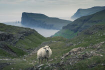 White sheep in front of coastline on Faroe Islands by Bastian Linder