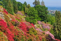 the valley of flowered rhododendrons by susanna mattioda