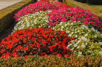 colorful road of new guinea flowers von susanna mattioda