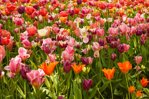 2-the-blossoming-of-tulips-in-a-park-img-7743