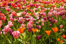 the blossoming of tulips in a park by susanna mattioda