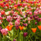 2-the-blossoming-of-tulips-in-a-park-img-7743