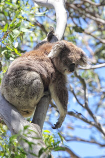 Koala (Phascolarctos cinereus) von Dirk Rüter
