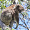 20150112-034-d-koala