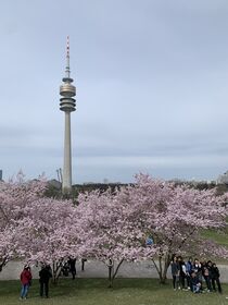 Olympiaturm zur Kirschblüte  by mytown