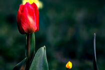 Red tulip by Michael Naegele