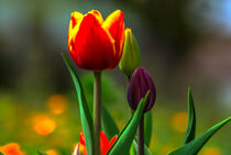 Blooming tulips by Michael Naegele