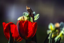 Tulip love by Michael Naegele