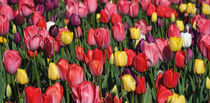 Tulpen von Eric Fischer