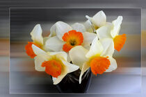 Early spring daffodils by feiermar