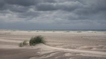 Green grass on sand beach and ocean at coast in Denmark by Bastian Linder