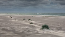 Green grass on sand beach and ocean at coast in Denmark von Bastian Linder