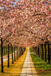 Japanische Blütenkirschen in Wismar by Holger Felix
