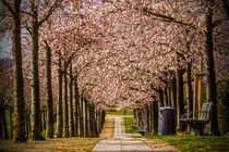 Allee Japanischer Blütenkirschen by Holger Felix