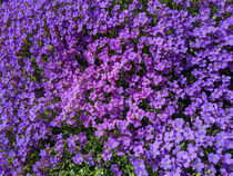 Purple flower carpet