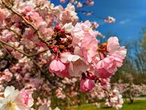Cherry blossoms von keeya