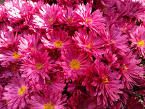 Pink flower carpet von keeya