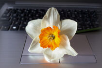 Flower over keyboard by feiermar